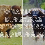 What is the difference between bison and buffalo?