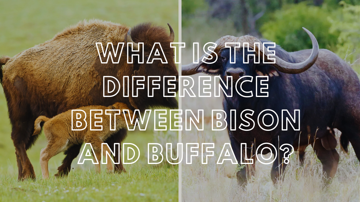 What is the difference between bison and buffalo?