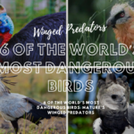 6 of the World’s Most Dangerous Birds