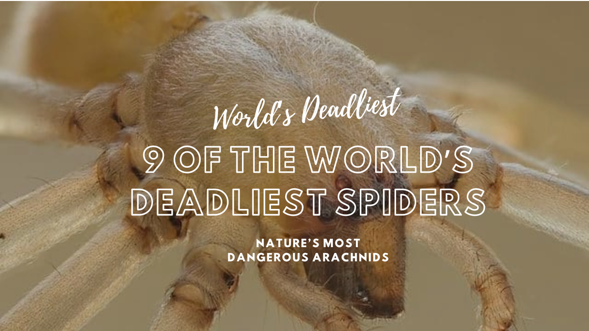 9 of the World’s Deadliest Spiders: Nature’s Most Dangerous Arachnids