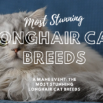 Longhair Cat Breeds