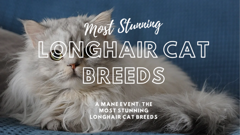 Longhair Cat Breeds