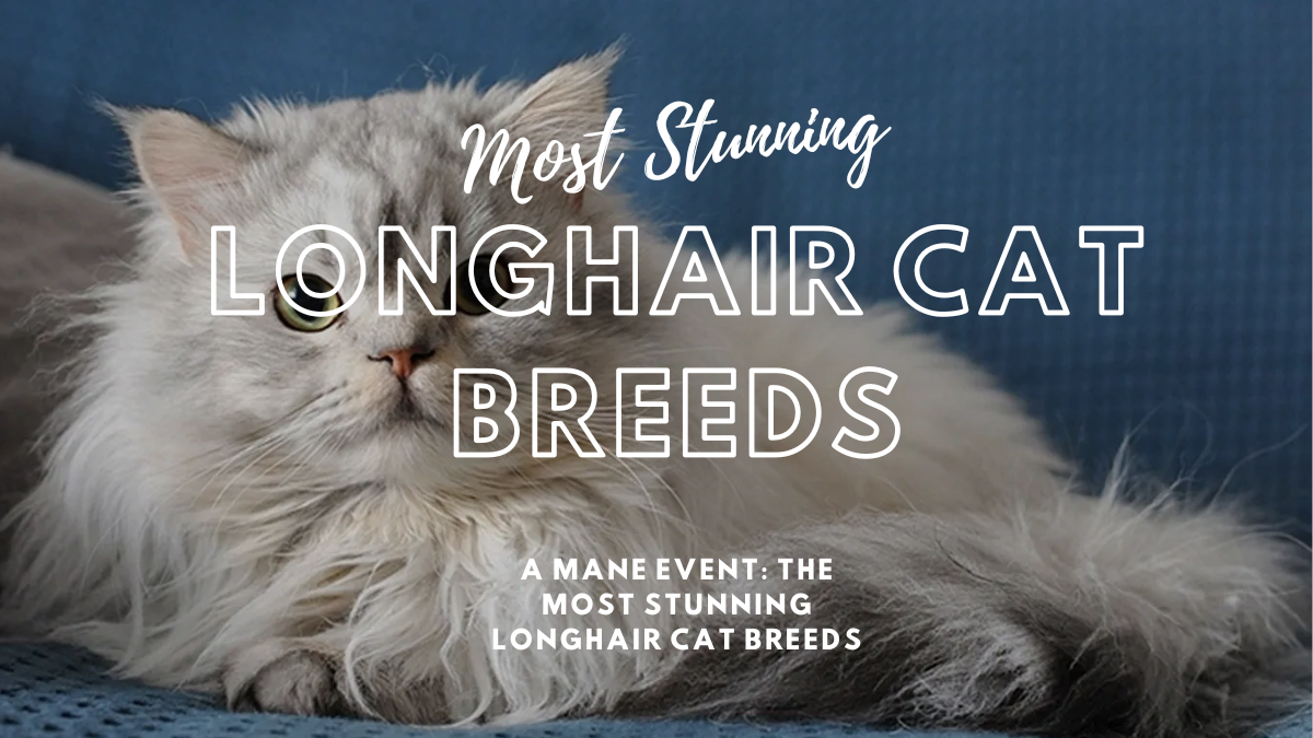 A Mane Event: The Most Stunning Longhair Cat Breeds