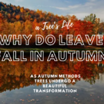 Why do leaves fall in autumn