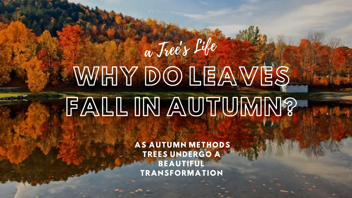 Why do leaves fall in autumn?