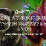 What’s the Difference Between Monkeys and Apes