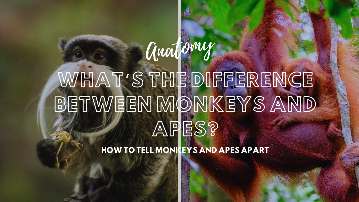 What’s the Difference Between Monkeys and Apes?