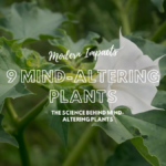9 Mind-Altering Plants
