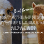 What’s the Difference Between Llamas and Alpacas