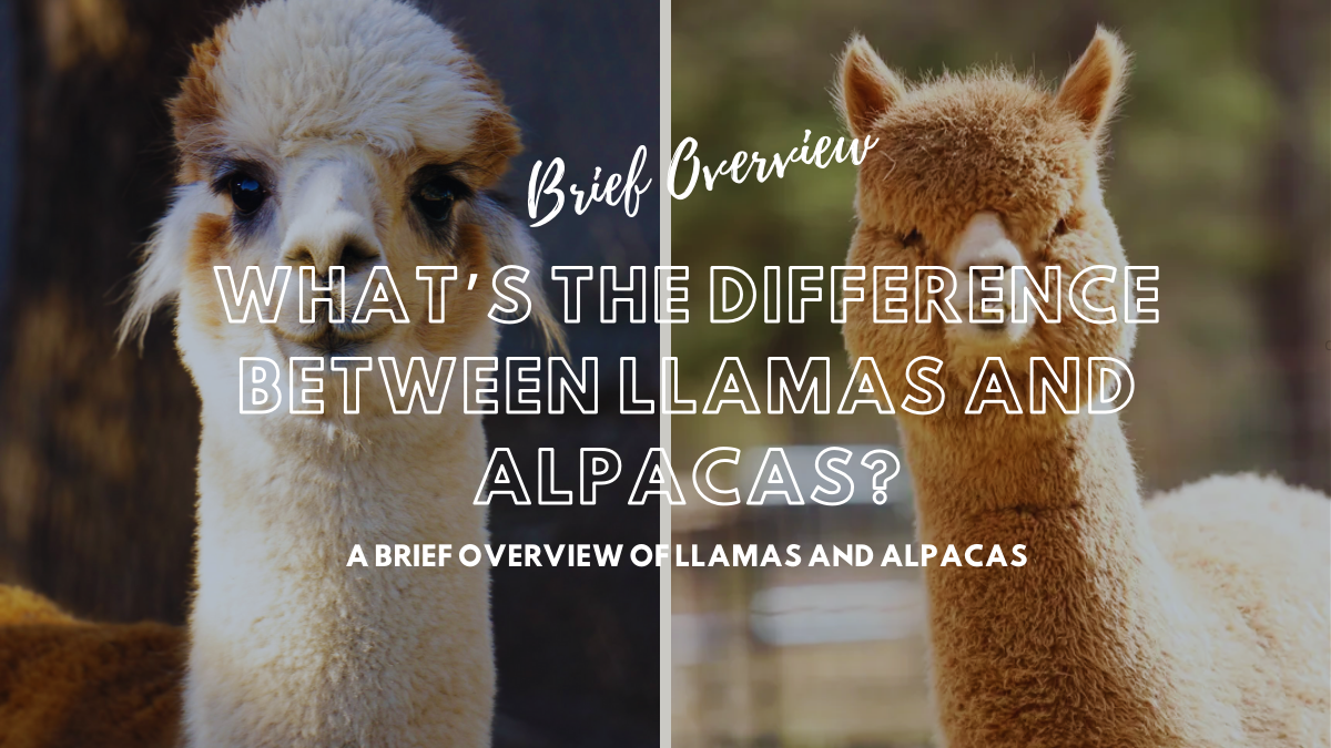 What’s the Difference Between Llamas and Alpacas?