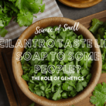 Why Does Cilantro Taste Like Soap to Some People? Why Does Cilantro Taste Like Soap to Some People