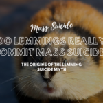 Do Lemmings Really Commit Mass Suicide