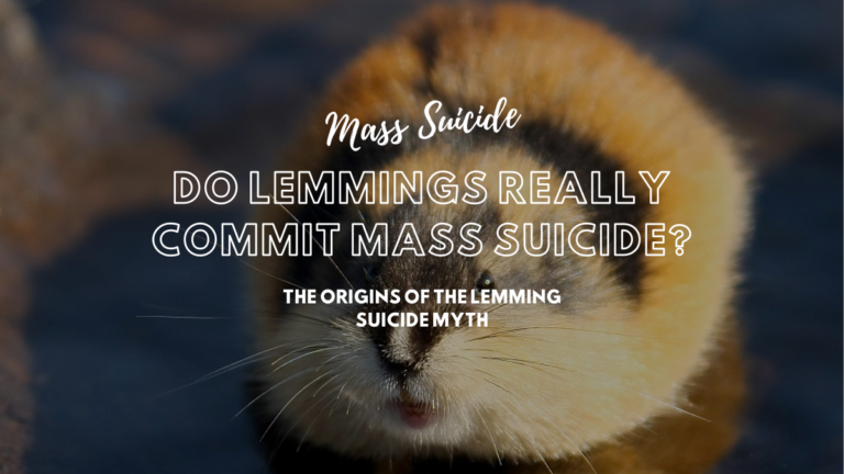 Do Lemmings Really Commit Mass Suicide