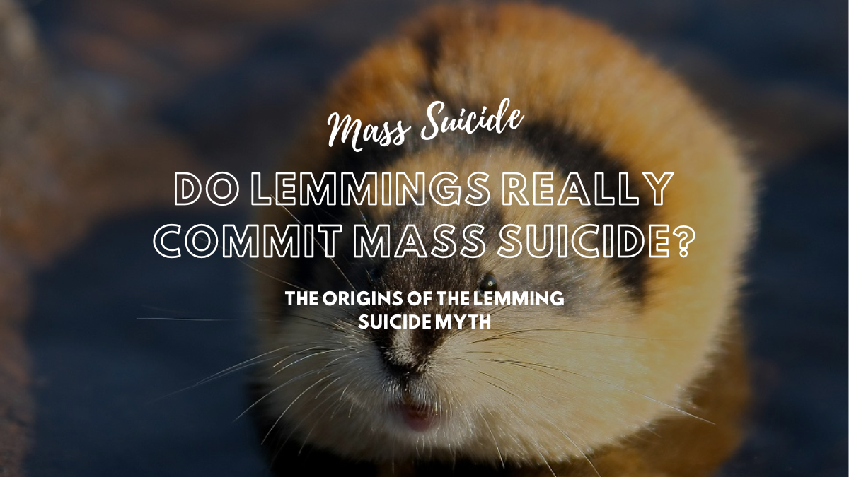 Do Lemmings Really Commit Mass Suicide?